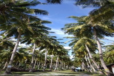 Baresdhoo Picknick Island